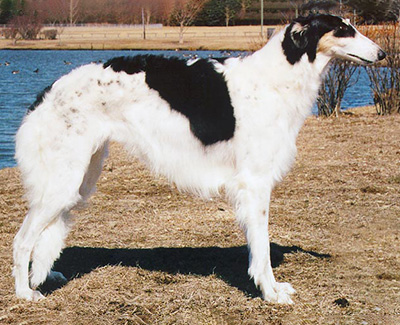 Top Versatility Borzoi 1998